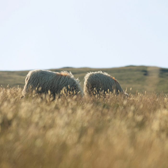mouton Pyrénées